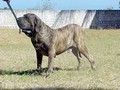 In Memorian - Fila Brasileiro Tigrado - Canil Singular - Nino